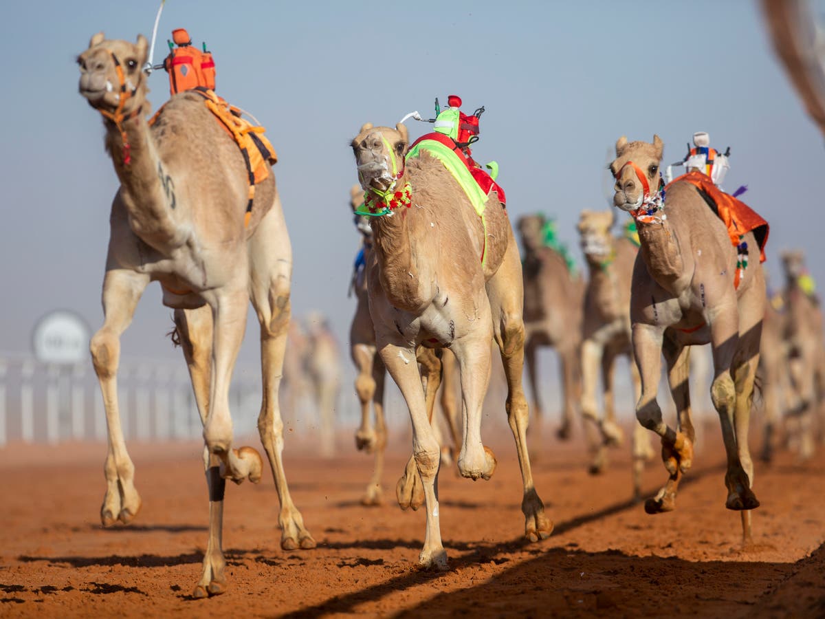 تويتر نادي الابل