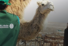 مركز وقاء في جدة