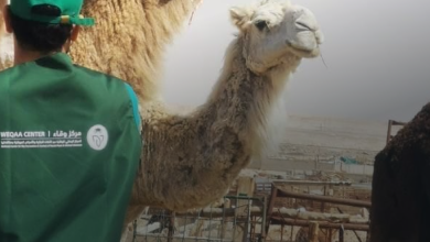 مركز وقاء في جدة