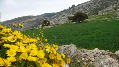 بداية فصل الربيع