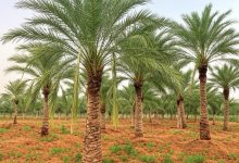 الإرشاد الزراعي