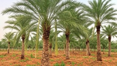 الإرشاد الزراعي