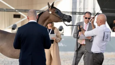 بطولة القصيم للخيل العربية