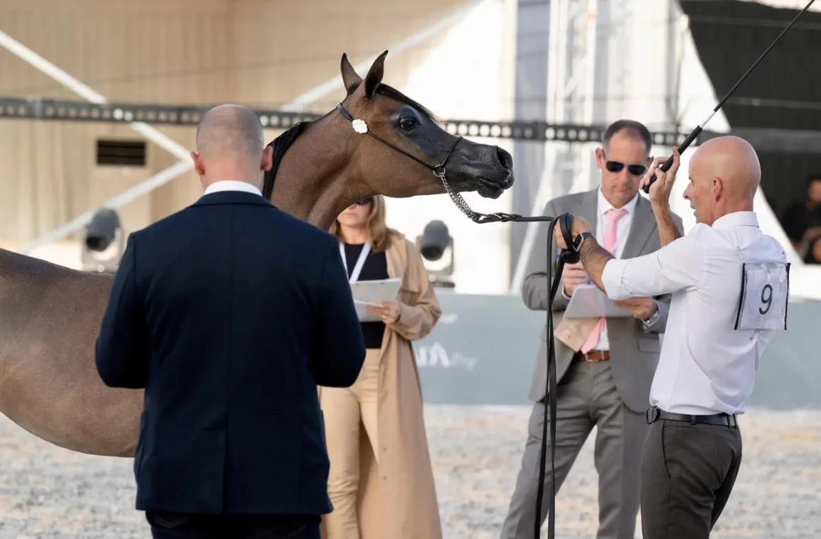 بطولة القصيم للخيل العربية