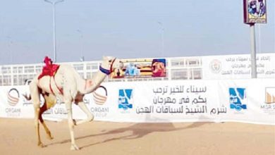 كأس وزارة التعليم لسباقات الهجن 2025